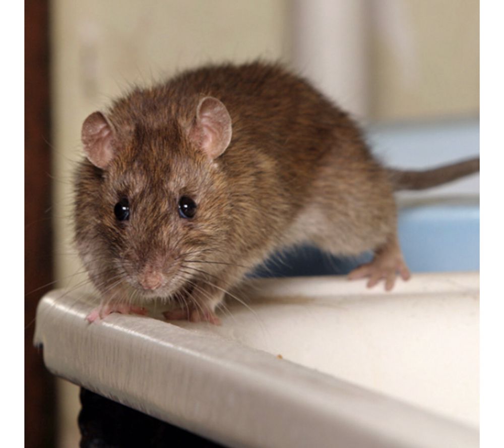 Ali's Pest Services