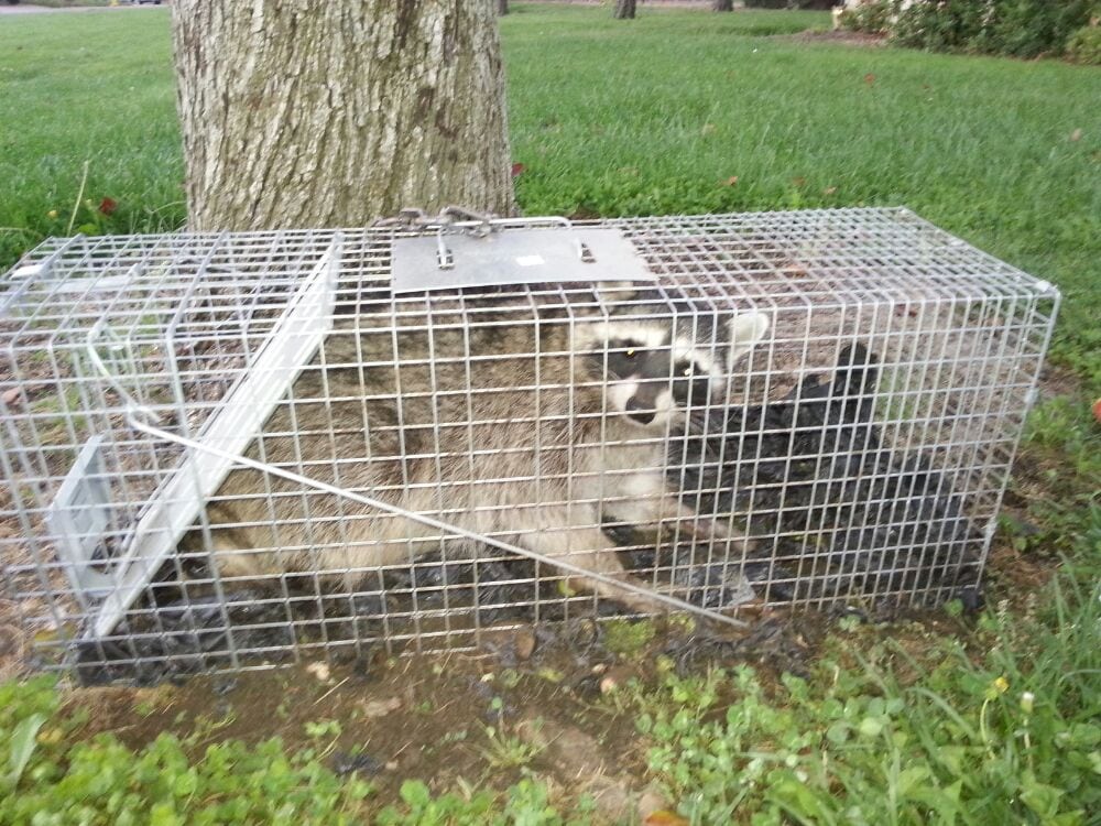 Bay Area Wildlife Service