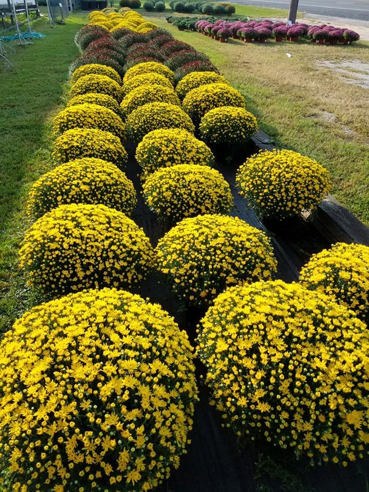 Harris Nursery