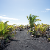 Kaimu Black Sand Beach 80 Photos 29 Reviews Beaches Pahoa Photo Of Kaimu Black Sand Beach Pahoa Hi United States The Path