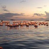 lantern floating hawaii memorial day 312 photos 45 reviews