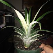 Westurf Nursery 23 Reviews Nurseries Gardening 1612 Claus Rd Photo Of Westurf Nursery Modesto Ca United States