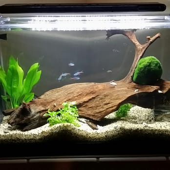 aquarium concepts closed 71