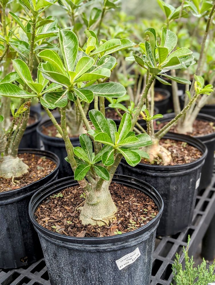Duncheon's Nursery