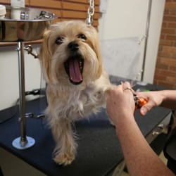 dog groomers greensboro nc dog groomers greensboro nc