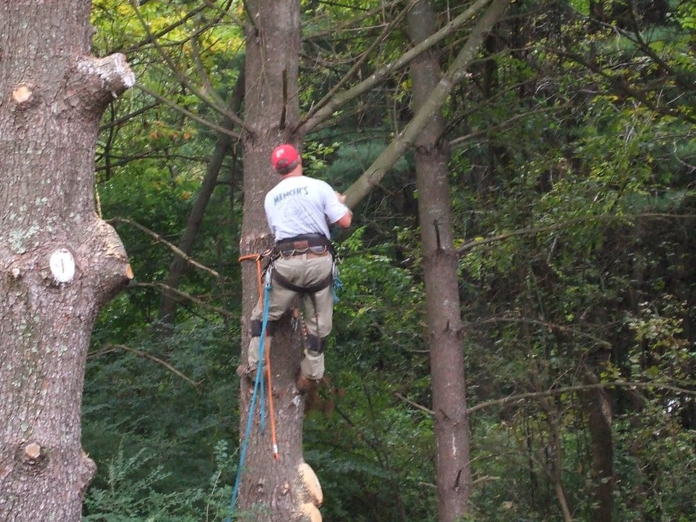 Mencer’s Tree Service Tree Services Knoxville, TN Phone Number Yelp