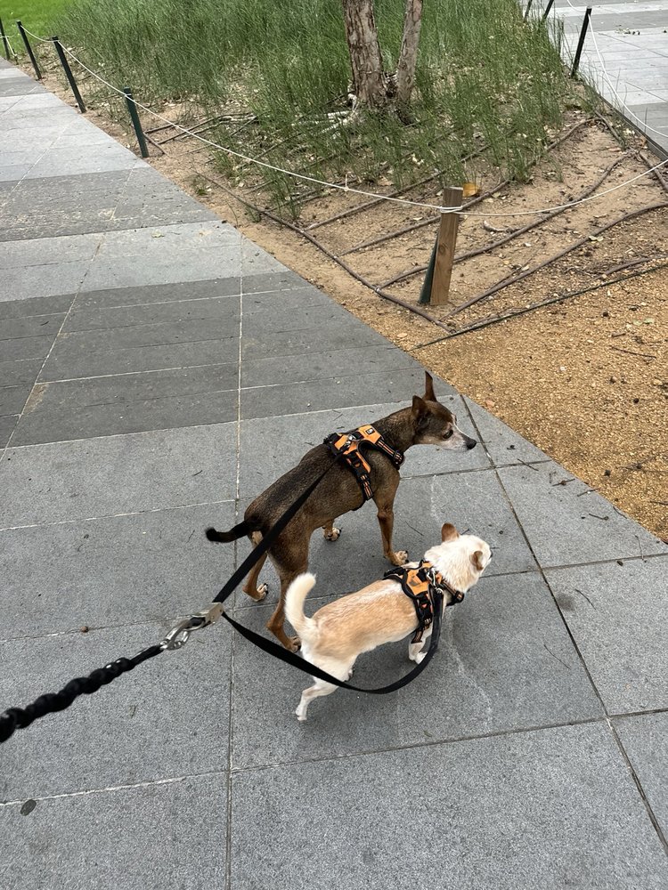 Dog Walker Inc