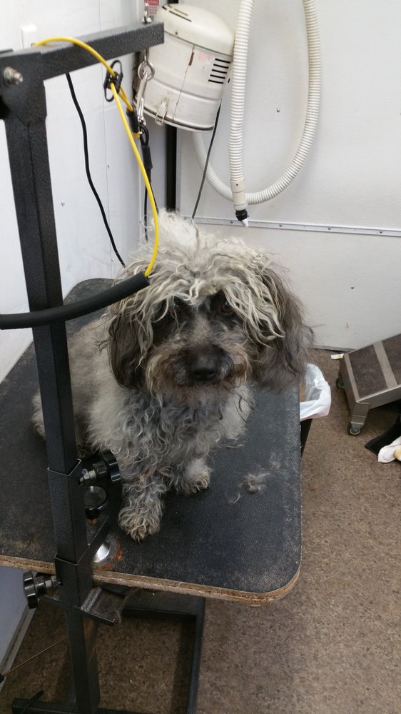 Pepe Le Pooch Grooming Salon