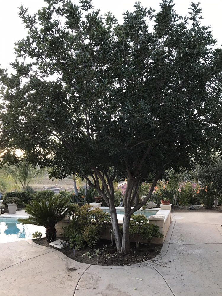 American Tree Service SD