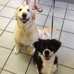 dog gone grooming dog gone grooming
