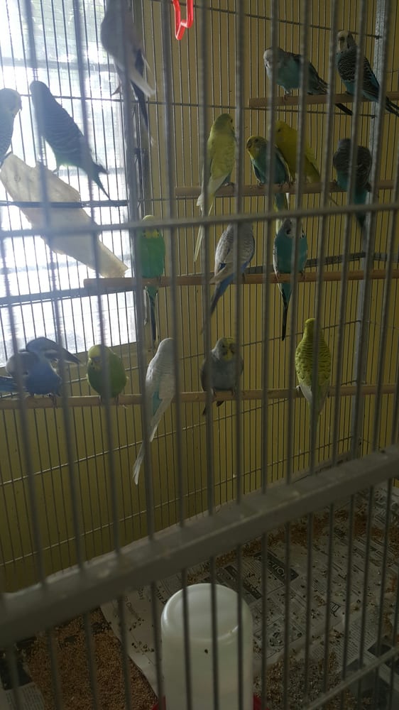 best 28 bird farms in california mrs this female best 28 bird farms in california mrs this female