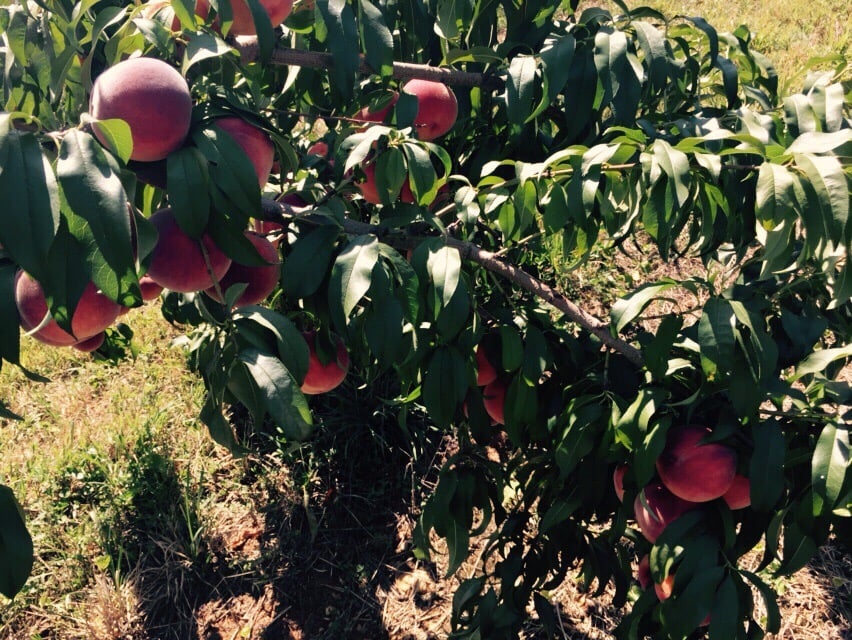 Hartland Orchard