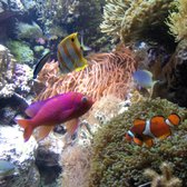 shedd aquarium 3116 photos