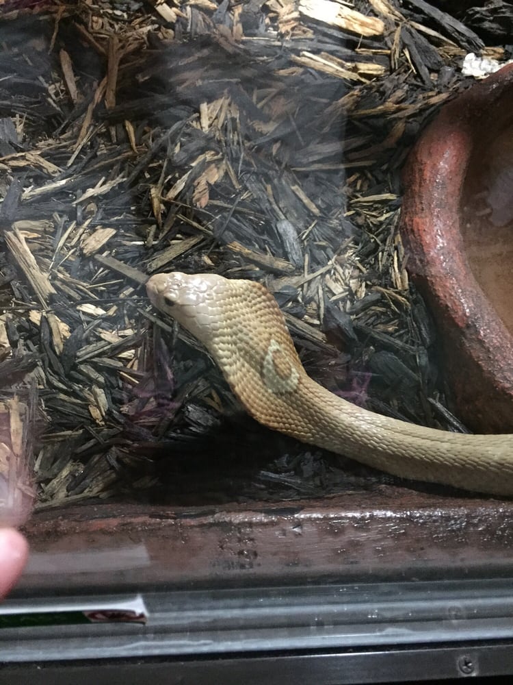 Texas Reptile Zoo 30 Photos Zoos Fm 20, Bastrop, TX Yelp