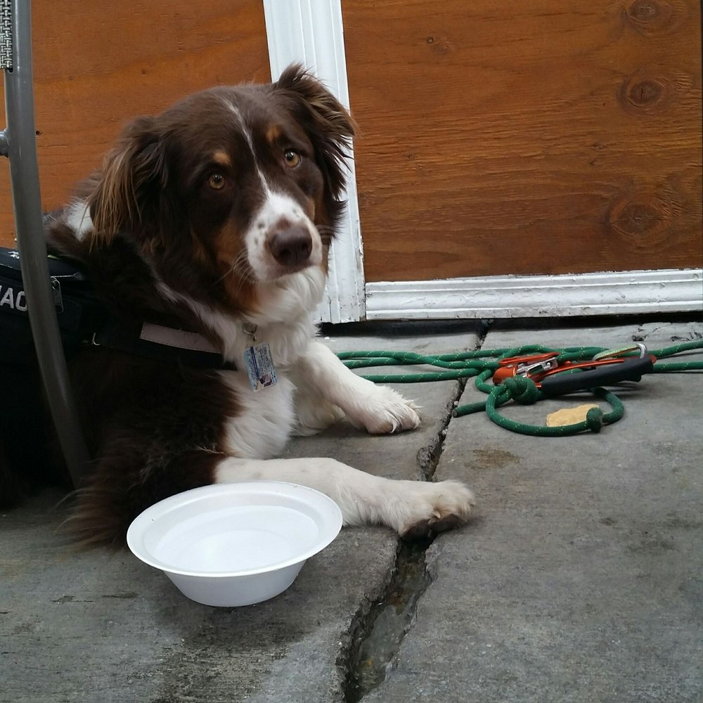 dog friendly restaurants big bear dog friendly restaurants big bear