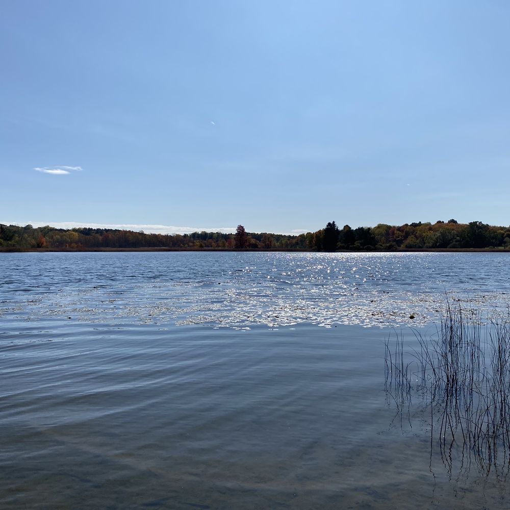 Dog Friendly Rochester Yelp