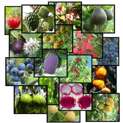 Bonita Creek Nursery 42 Photos 19 Reviews Nurseries Photo Of Bonita Creek Nursery Ca United States Avocado Cherimoya