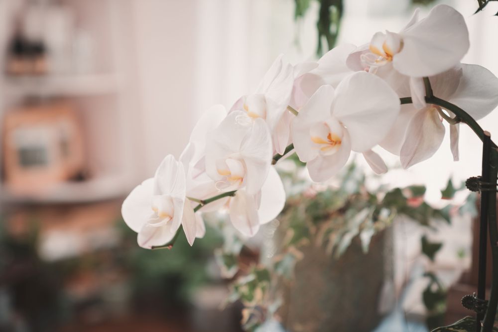 Peony Design Studio