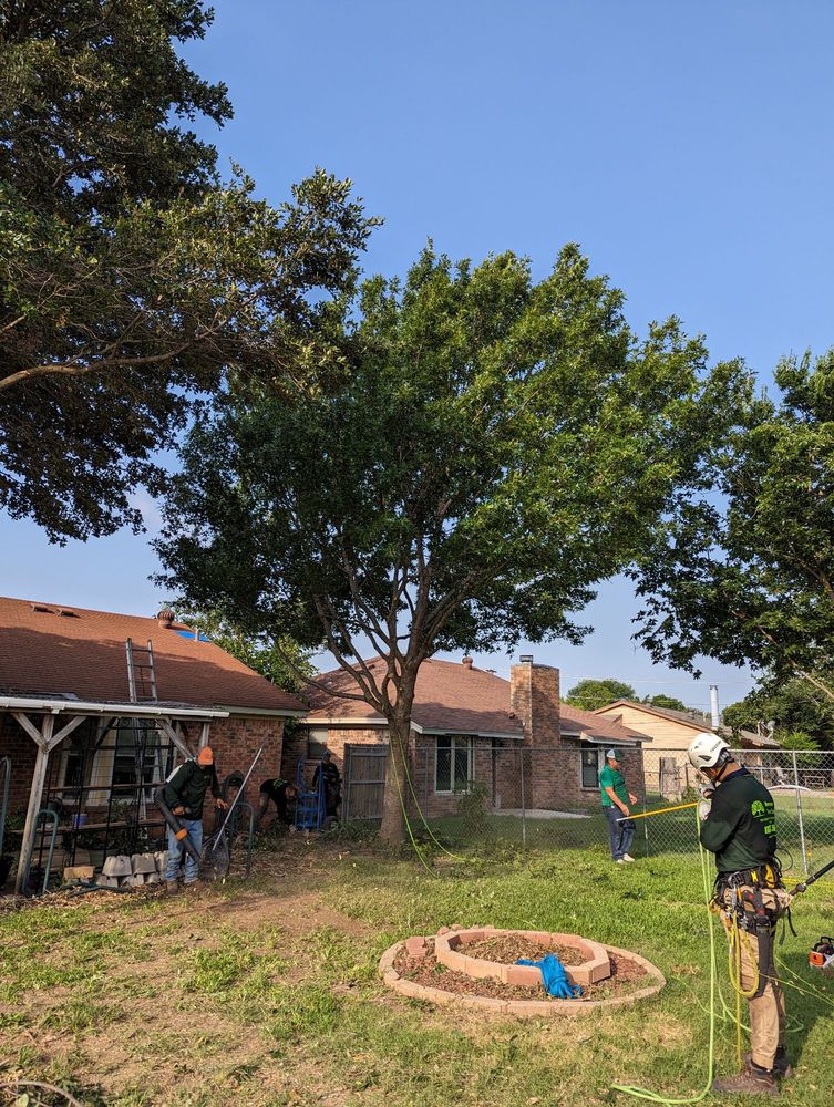 Mercer Tree Service