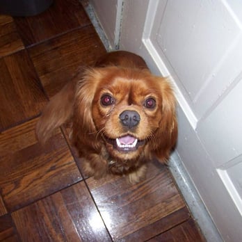 cavalier rescue greater chicago yorkville ryno wonder