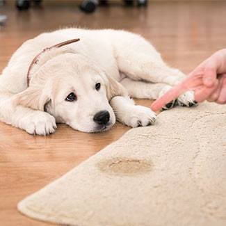 Mean Green Carpet Clean & Tile Services