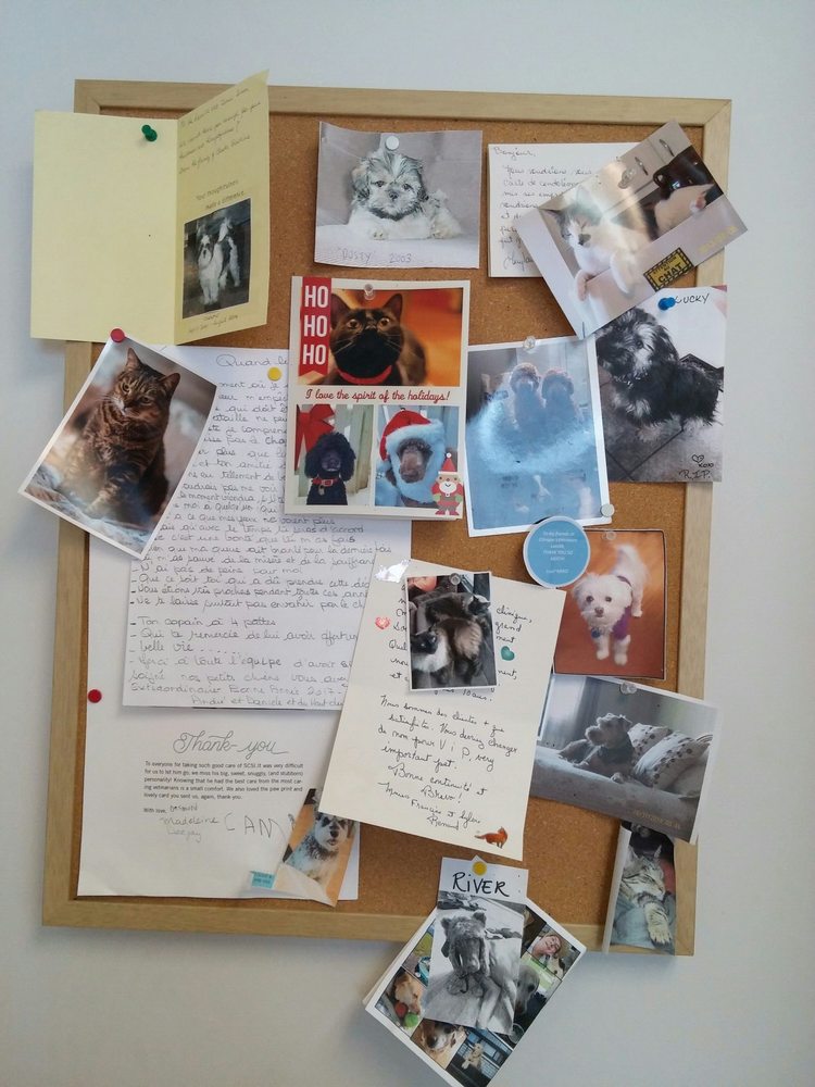 Clinique Veterinaire Lasalle