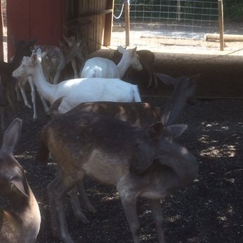 Smoky Mountain Deer Farm And Exotic Petting Zoo - 88 Photos & 46