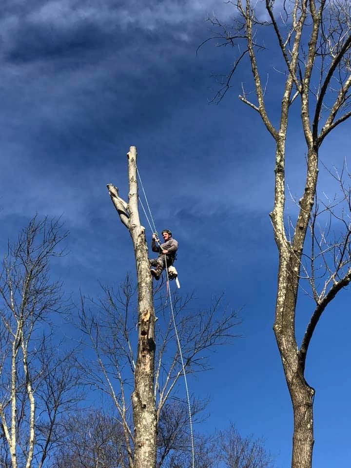 Executive Branch Tree Service