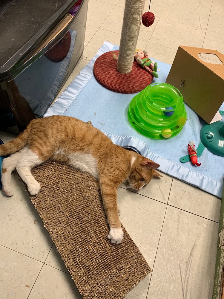 Lowell Humane Society