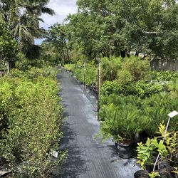 Nurseries Gardening In Fort Myers Yelp All Native Garden Center