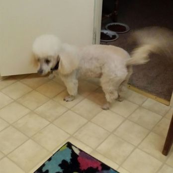 bow wow dog grooming bow wow dog grooming
