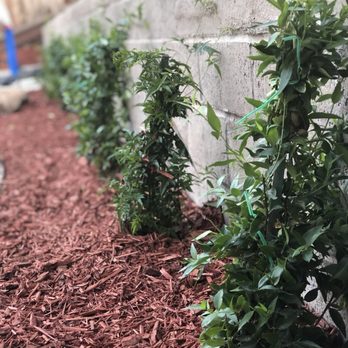 Martinez Landscaping Gardening 209 Fotos Y 67 Reseñas Foto De Martinez Landscaping Gardening Fremont Ca Estados Unidos Ina Jasmine