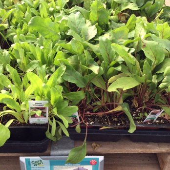 Green Acres Nursery Supply 110 Photos 80 Reviews Nurseries Photo Of Green Acres Nursery Supply Folsom Ca United States Beets