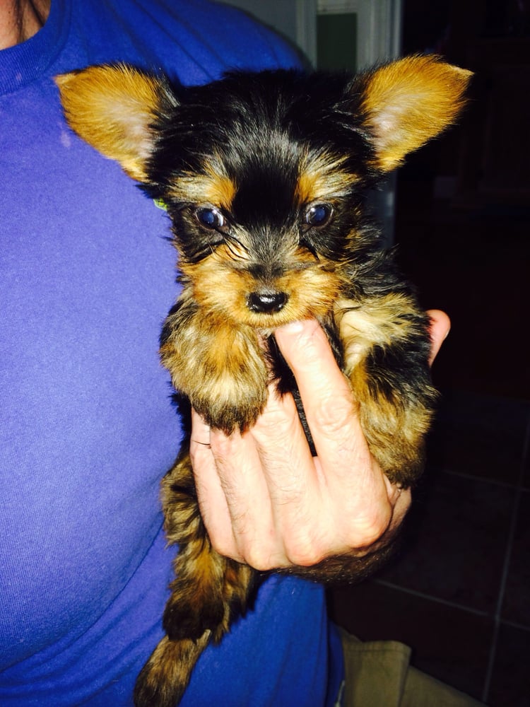 Adventure Pets 21 Photos Pet Stores 114 Prince Royal Dr, Berea