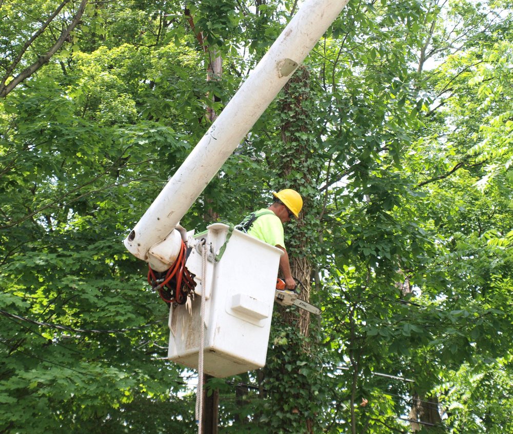 County Tree Service 2019 All You Need to Know BEFORE You Go (with