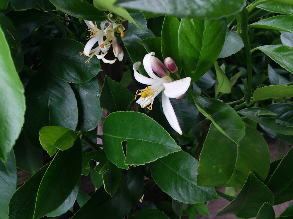 Campbell Road Nursery