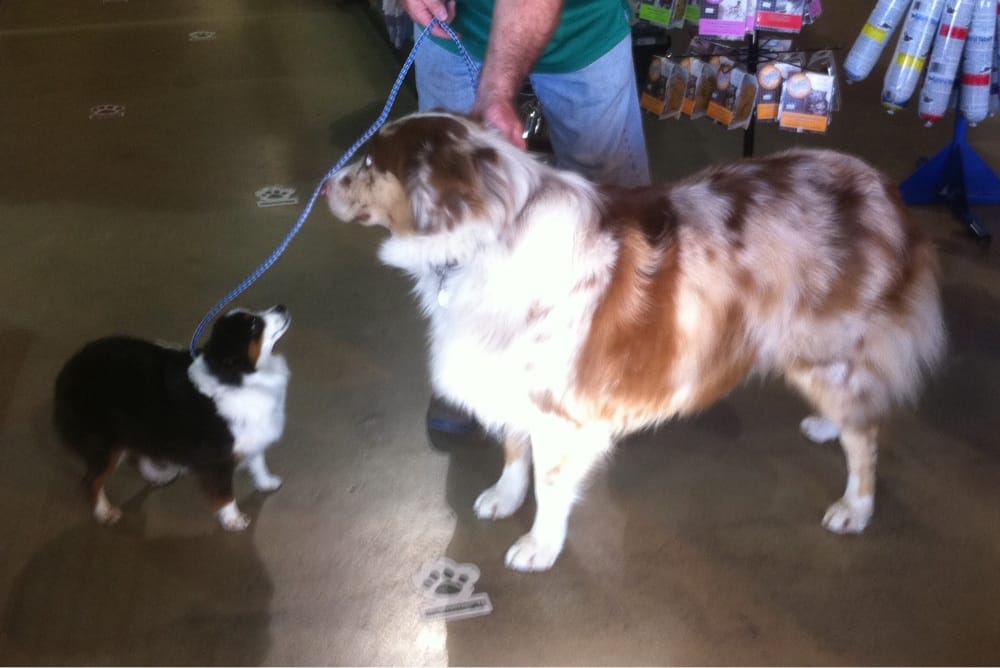 toy aussie monster with a standard size australian shepherd yelp australian shepherd size