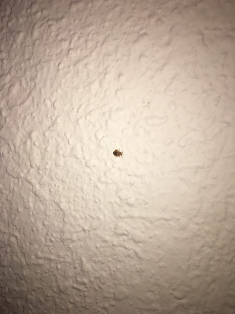 Bed Bug Crawling On Wall Yelp