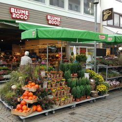 Blume 2000 14 Photos Florists Almsstr 21 Hildesheim Photo Of Blume 2000 Hildesheim Niedersachsen Germany