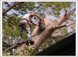 J. J. Improvements & Tree Services
