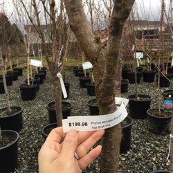Kent East Hill Nursery 67 Photos 27 Reviews Nurseries Photo Of Kent East Hill Nursery Wa United States Kwanzans Cherry