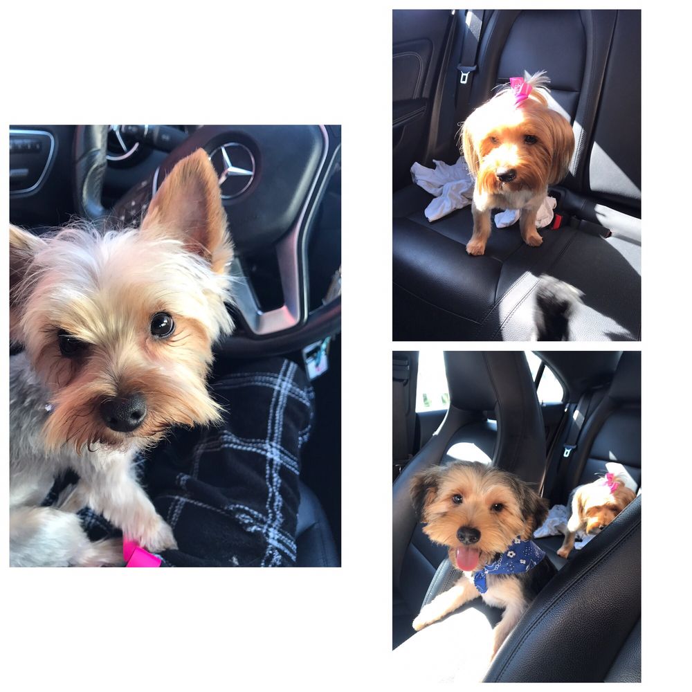 Pretty Paws By Jessica 115 Photos & 50 Reviews Pet Groomers 11212