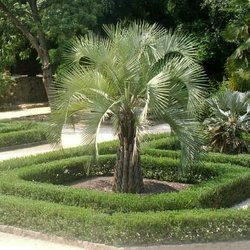 Pacific Palms Nurseries Gardening 1740 W Briles Rd Phoenix Photo Of Pacific Palms Phoenix Az United States Unled