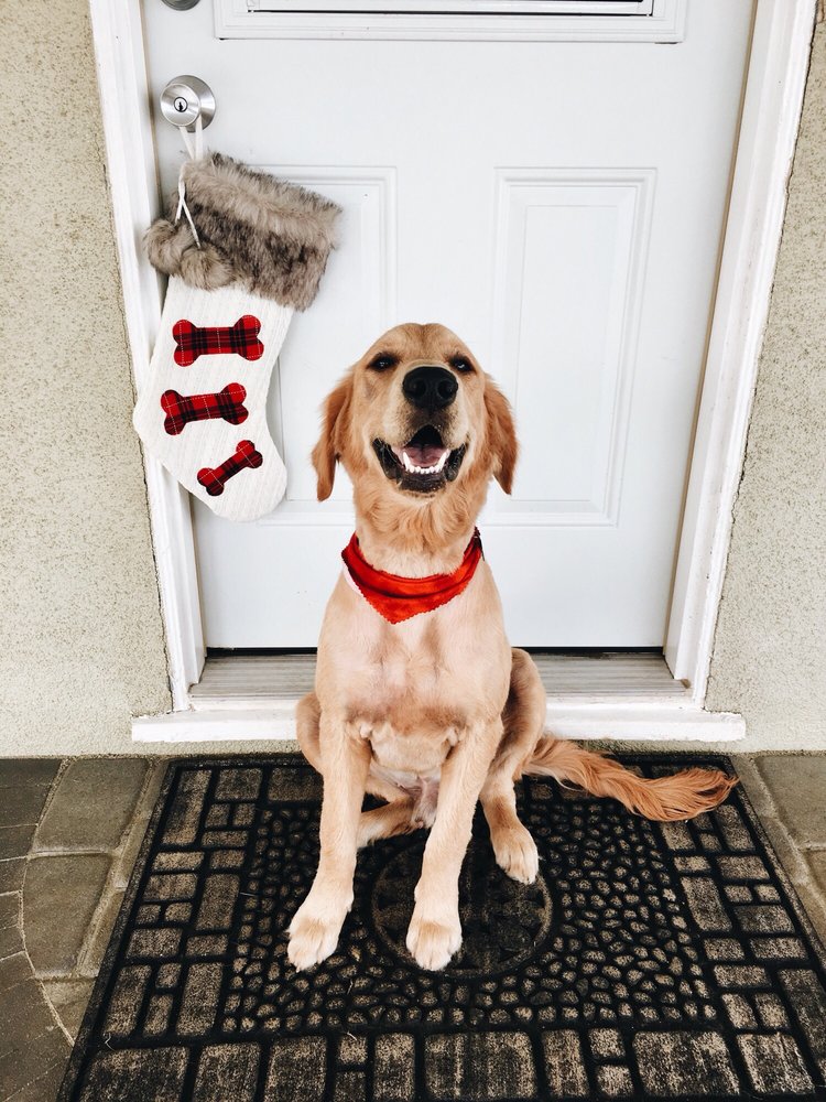 Waggy Grooming Shop 71 Photos & 58 Reviews Pet Groomers 10721 La