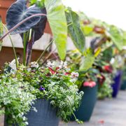 Pine Tree Nursery Garden Center Nurseries Gardening 200 The Farm
