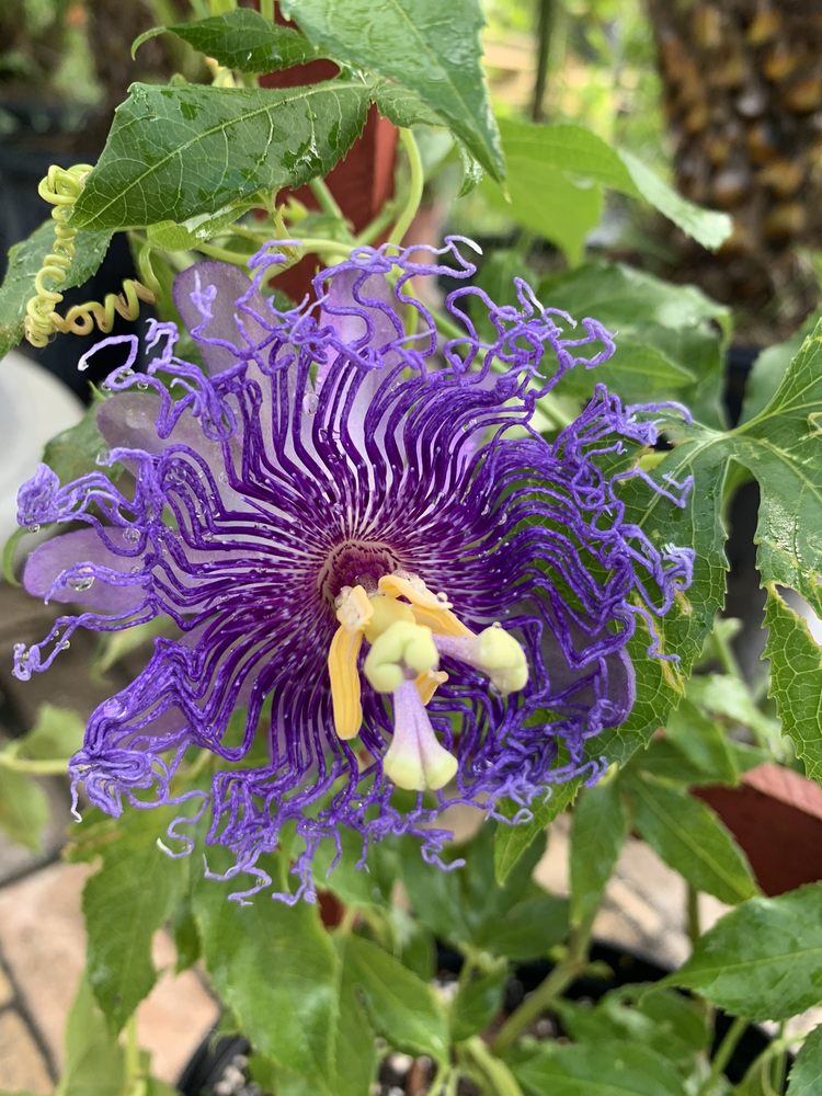 Williams Magical Garden Center & Landscape