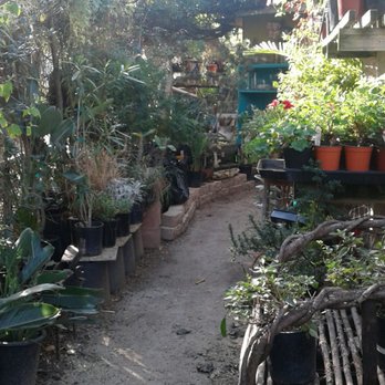 Plant Play Nursery 63 Photos 35 Reviews Nurseries Gardening Photo Of Plant Play Nursery Carlsbad Ca United States