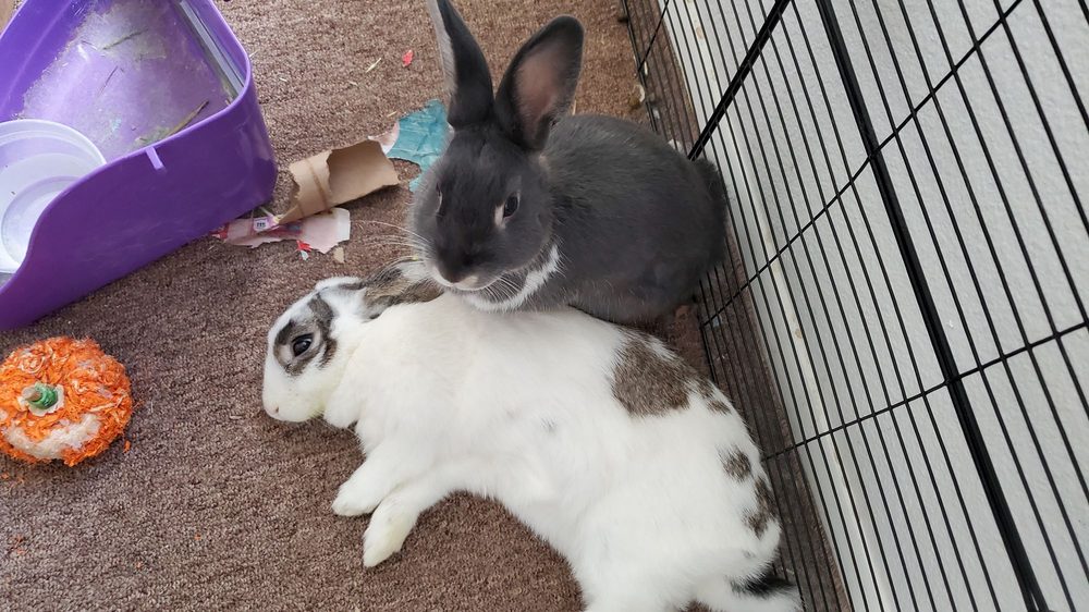 WNC Pet Care Image