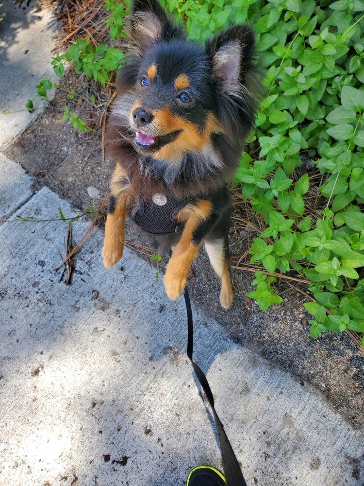 Mission Valley Pet Sitting Services