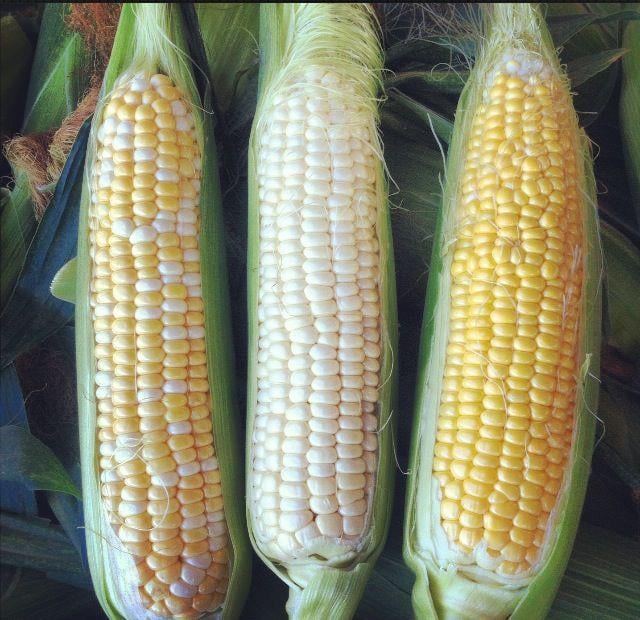 Difference between white corn and yellow corn